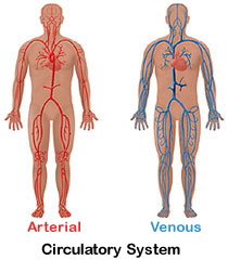 veins-artries